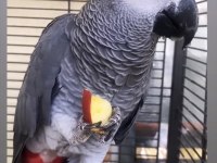 Evcil Konuşan Jako Papağanı Ev Ortamında Büyümüş