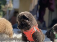 YÜKSEK KALİTE CHOW CHOW YAVRULARI