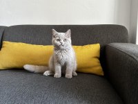 Lilac british shorthair cinsi yavrumuza aile arıyoruz.