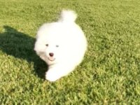 Elit Patiler Farkıyla Samoyed Yavrular