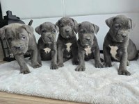 Cane Corso En Kalitelisi Bizde Var