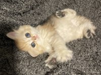 Anne Baba Şecereli Golden Safkan British Longhair Dişi