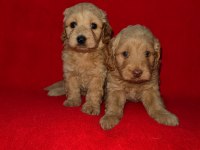 Sevimli ve Oyuncu Maltipoo Yavruları