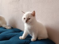 Anne baba secereli bluepoint mavi göz safkan yavrular