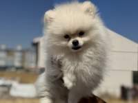 Ankranın en özel ayı surat pomeranianları