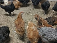 Karışık tavuklar yarkalar