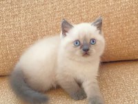 SAFKAN ANNE VE BABADAN SAFKAN DİŞİ ERKEK YAVRULAR