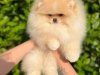 Pomeranian boo