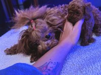 Ankaranın en elit tea cup kore poodle yavruları