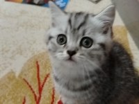British shorthair ponçik lokma tatlımı kim ister