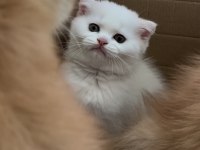 Scottish Fold 2 Aylık Yavru Kedimiz