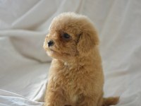 MALTİPOO YAVRULAR