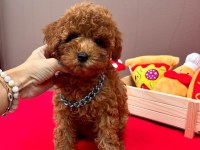 Orjinal 0 Numara Toy Poodle Yavrularımız
