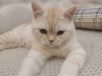 British shorthair kedim paşa yeni sahibini bekliyor
