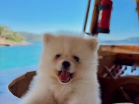 Beyaz Pomeranian Yavru Köpeğimiz