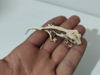 Üst Kalite Crested Geckolar