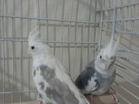 Sultan papağanı white face takım