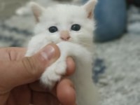 Sevecen british shorthair