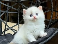 Şampiyon Soyundan Gelen Safkan Ragdoll Yavruları