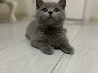2.5 Aylık Safkan British Shorthair Yavrusu