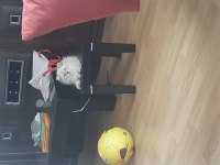 Kedi erkek 3 ay iki hafta