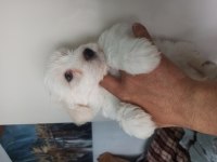 Saf Maltese Terrier Yavruları