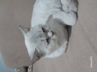BRİTİSH SHORTHAİR KEDİMİZİ VERİYORUZ