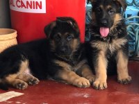 Alman Çoban Köpeği Yavruları