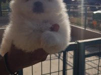 Yuva arıyor pomeranian boo