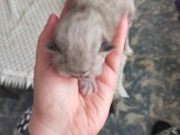 Safkan chinchilla yavrularımız sahiplendirilecektir