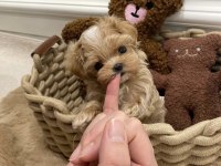 Maltipoo Kore Ufak surat yapısı en küçük boy yavrular