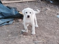 Akbaş köpeğimiz sahiplendirilecek