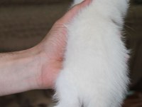 Rezerveye hazır güzel scottish fold yavrularım