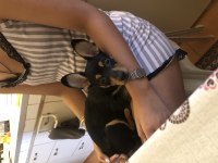Yavru pinscher 5 aylık