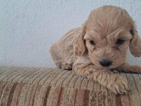 Cockapoo 2 Aylık Yavrular yeni yuvalarını arıyor