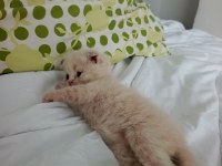 Her cins kedi bulunur