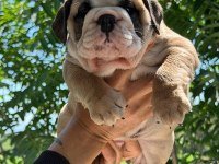 ÜST DÜZEY İNGİLİZ BULLDOG YAVRULAR