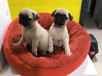 A kalite pug mobs yavrular
