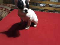 Üç aylık french bulldog yavrularımız