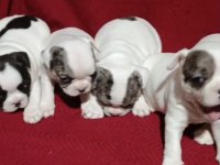 FRANSIZ BULLDOG YAVRULAR İZMİR