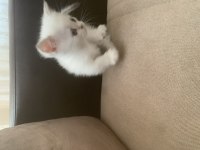 CÜCE KEDİMİZ MUNCHKİN