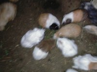 Büyük ve yavru guinea pig