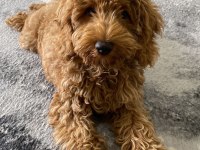 Muhteşem tüy yapısı ile çipli toy poodle