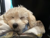Oğlumuza iyi bir yuva arıyoruz maltipoo