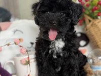 Siyah aşkına mükemmel erkek köpeğimiz