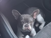 8 aylık dişi FRENCH BULLDOG