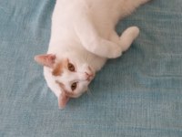 ÜCRETSİZ KEDİMİZ 6 AY BOYUNCA TÜM İHTİYAÇLARI KARŞILANACAK