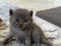Yavru Kedi