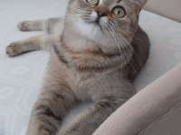 British shorthair evcilmen yavrumuz
