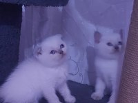 KALITE BIZDE GÜVEN BİZDE SHOWROOM CİNS KEDİLER